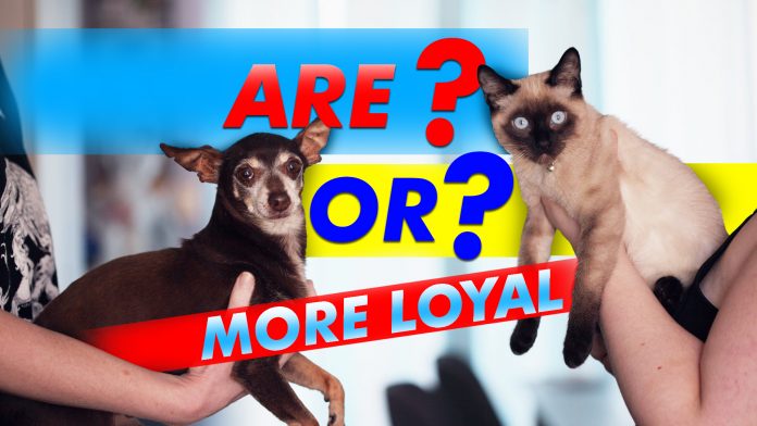 Are Or More Loyal Are Or More Loyal